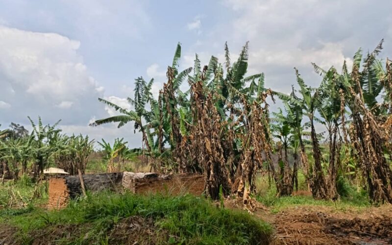 Ituri : Plus de 80 maisons ravagées par des incendies inexpliqués à B’ebu, la population en détresse