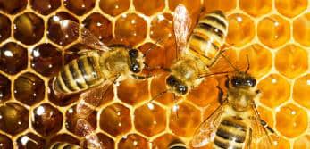 Journée mondiale des abeilles : la population invitée à privilégier le miel naturel