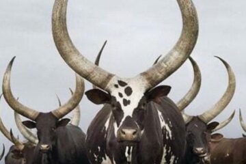 *Édito : l’Association culturelle ENTE trace une ligne rouge contre la violence et s’affirme comme acteur de paix*