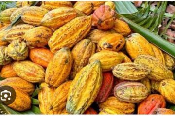 Beni : une cultivatrice attaquée dans son champ de cacao, la société civile alerte sur l’insécurité