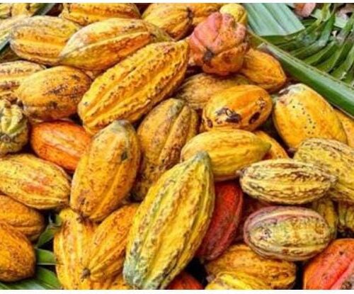 Beni : une cultivatrice attaquée dans son champ de cacao, la société civile alerte sur l’insécurité