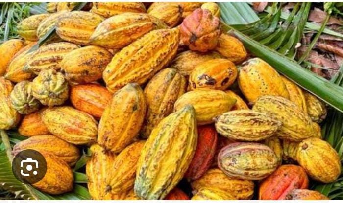 Beni : une cultivatrice attaquée dans son champ de cacao, la société civile alerte sur l’insécurité