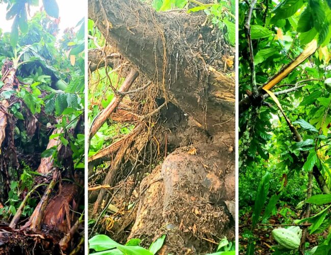 Ituri : endommagement des produits agricoles à Irumu