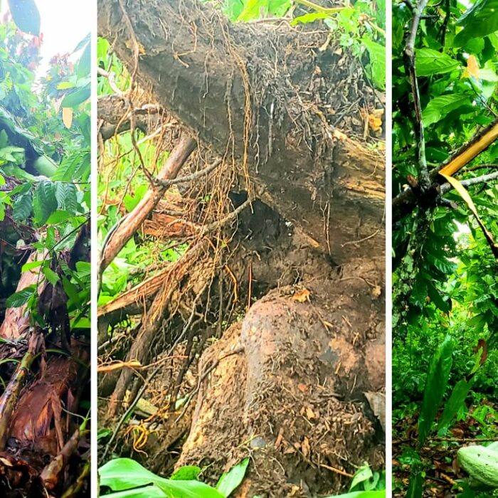 Ituri : endommagement des produits agricoles à Irumu